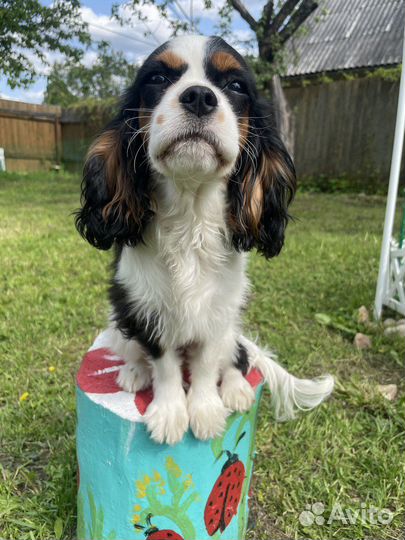 Девочка-щенок кавалер кчс продается
