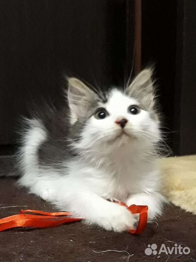 Котенок в добрые руки