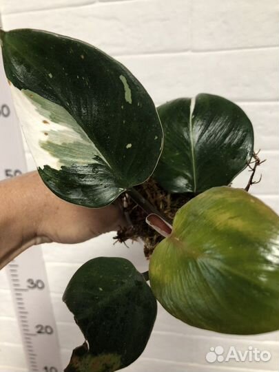 Филодендрон Вайт кнайт