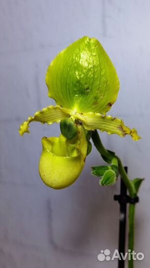 Орхидея Пиноккио, Пафиопедилум примулинум