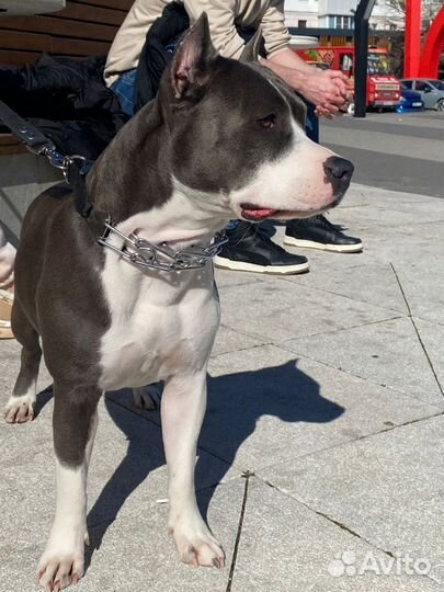 Щенки американского стаффордширского терьера