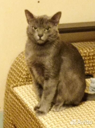 Отдам котов в добрые руки