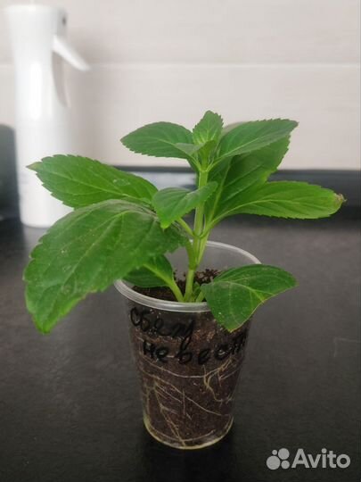 Гортензия метельчатая