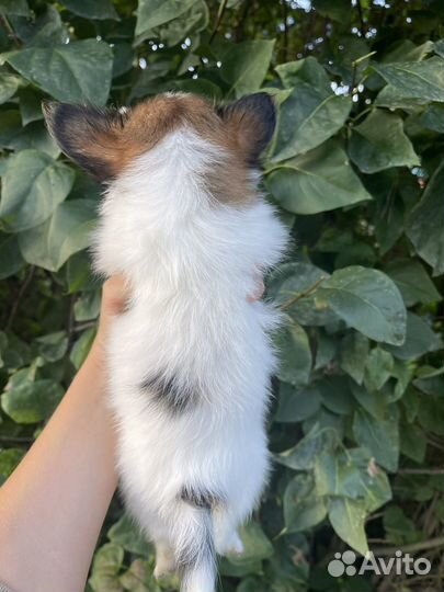 Щенки папийона