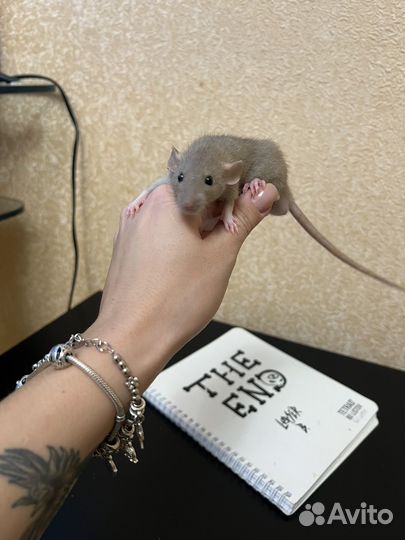 Крысята дамбо