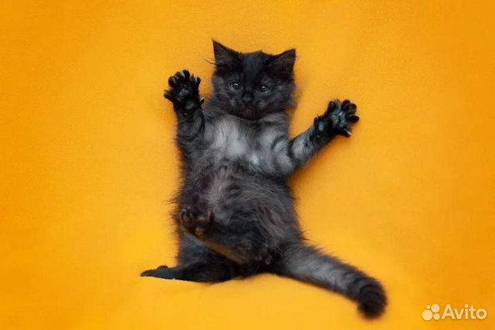 Очаровательный котенок ищет дом