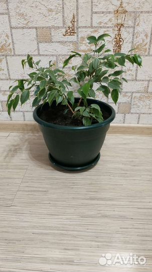 Фикус бенджамина пестролистный