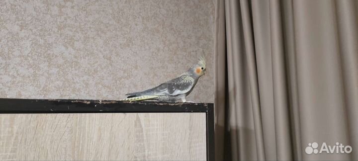 Молодой попугай корелла