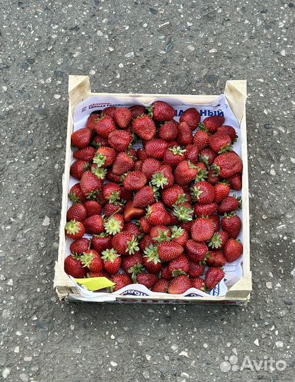 Клубника свежий сбор