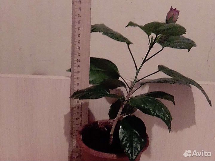 Декоративный,но живой цветок.Роза