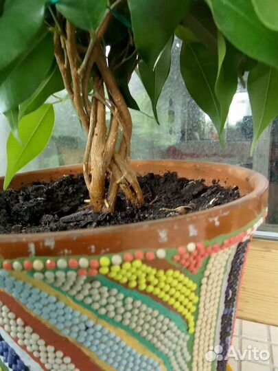 Фикус Бенджамина