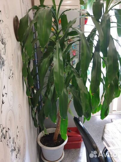 Драцена душистая