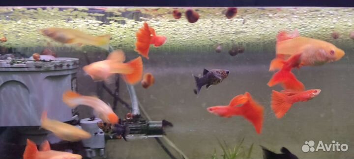 Гуппи красный альбинос, чистая линия