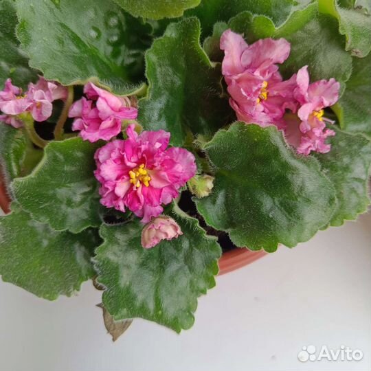 Цветы комнатные