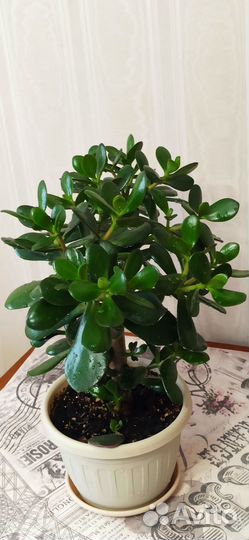 Красула толстянка