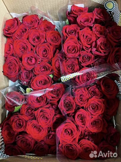 Цветы розы оптом