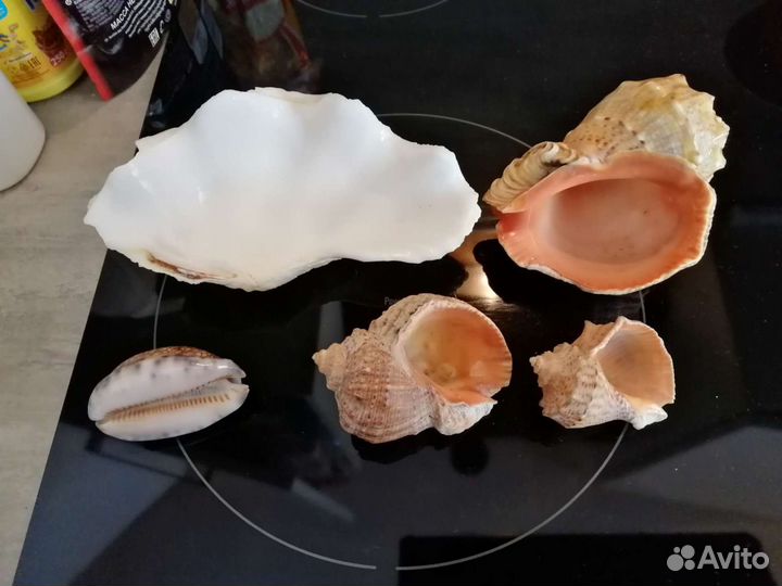 Морские ракушки раковины и для аквариума
