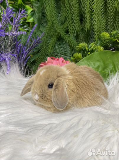 Баран карликовый кролик