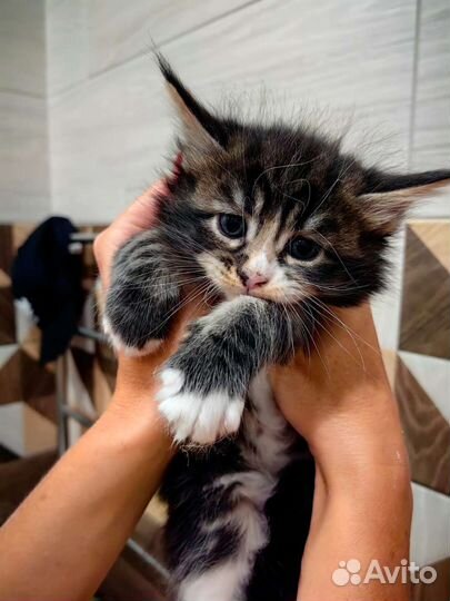 Котята мейн-кун