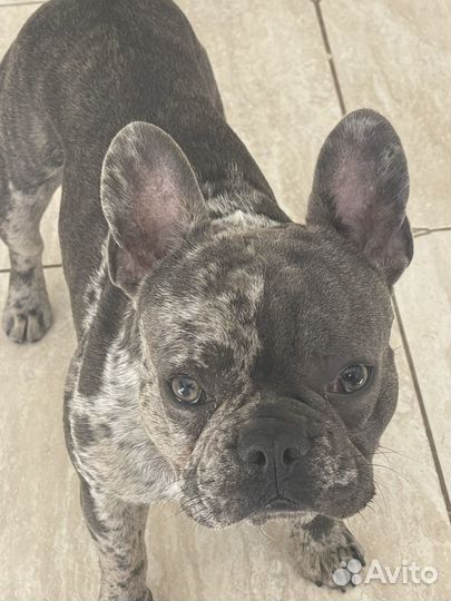 Вязка собак