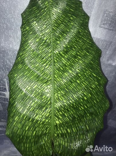 Калатеи и маранты