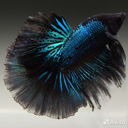 Рыбки Петушки