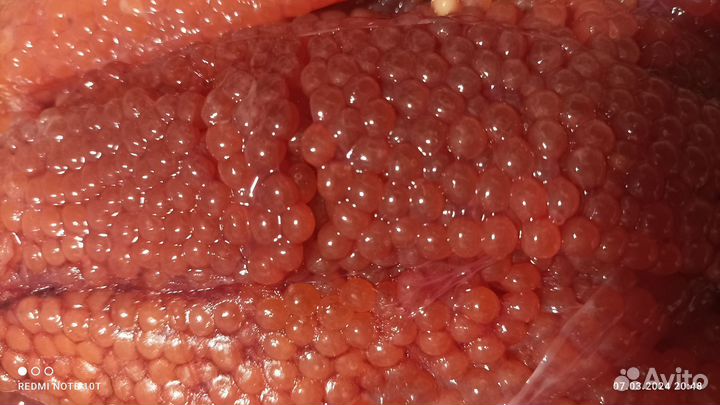 Икра красная горбуши в ястыках