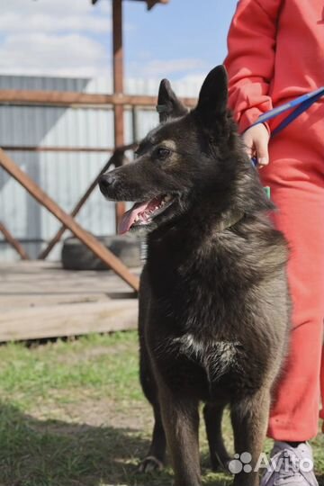 Стрелка в добрые руки