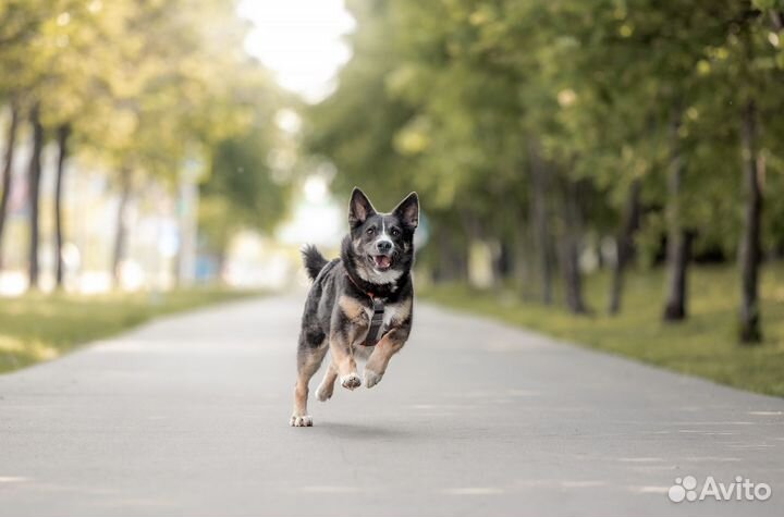 Собака ищет дом