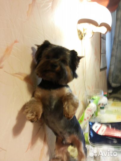 Стрижка Йорков, Биверов, Биро, Шоко