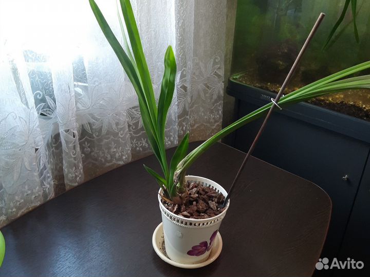 Орхидея Цимбидиум. Взрослые кусты,Адаптированы