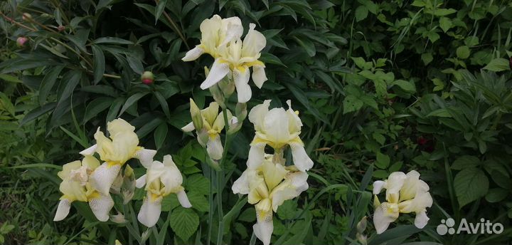 Ирисы бородатые