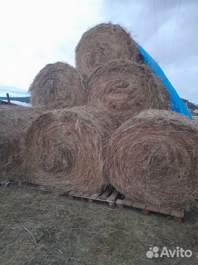 Продам сено в рулонах