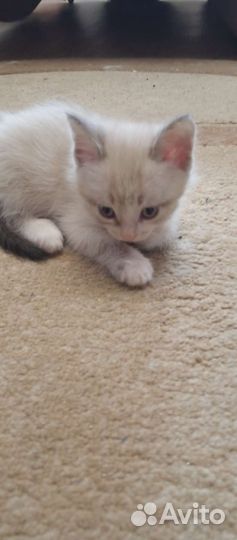 Котята