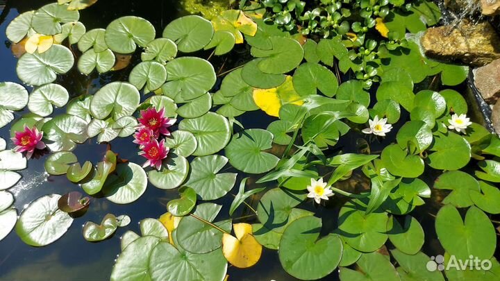 Камыш декоративный