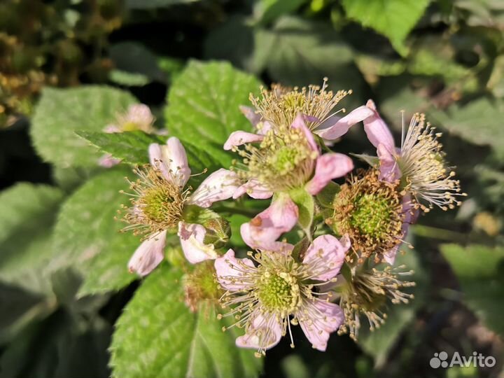 Саженцы ежевики