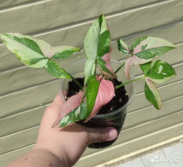Сингониум хойя филодендрон Книга Фуксии