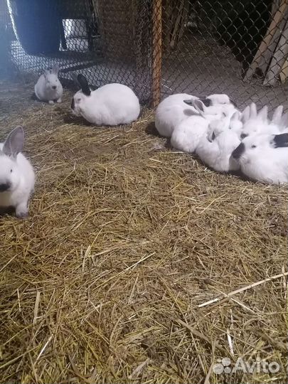 Калифорнийские кролики