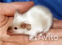 Сатиновые мышки