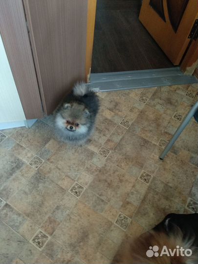 Детки Конфетки