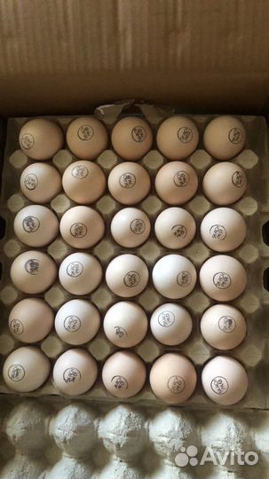 Инкубационное яйцо бройлера кобб 500