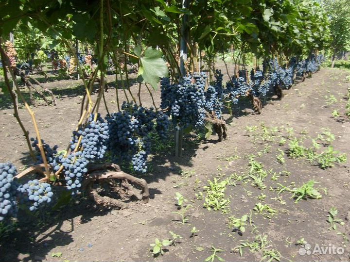 Черенки столовых и технических сортов винограда