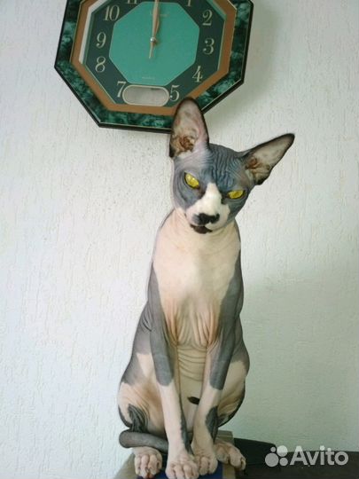 Вязка с Канадским сфинксом