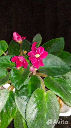 Фиалка (сенполия) разных сортов