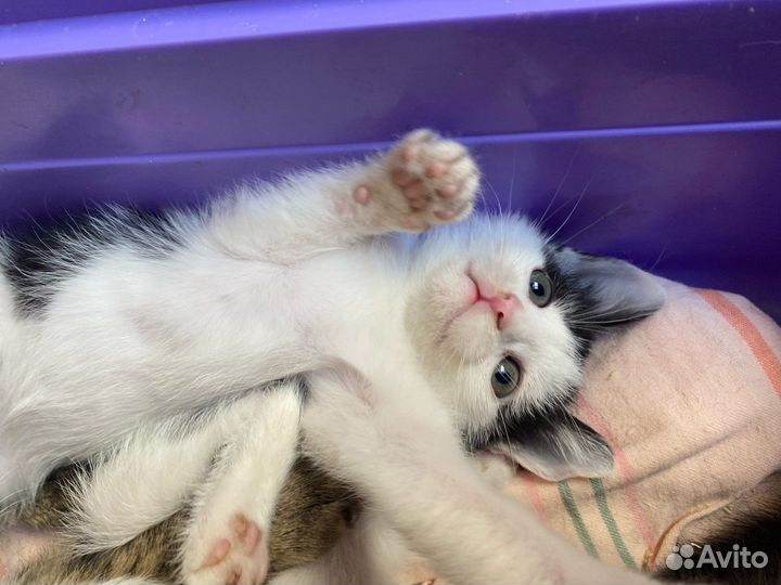 Котенок Рейян – добрейшая душа