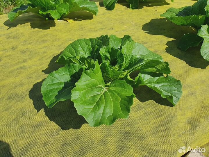 Жёлто-чёрная мульча 80 (1,6м* рулон 100м)