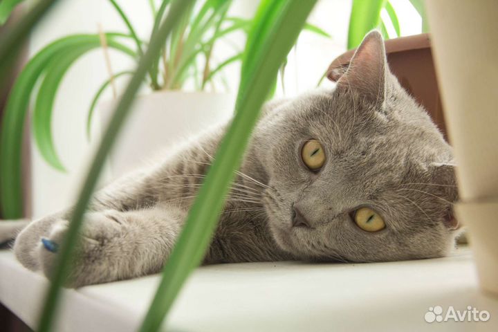 Шотландский кот вязка