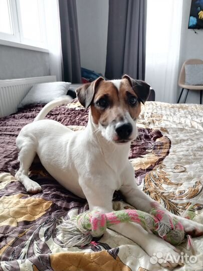 Домашняя передержка животных