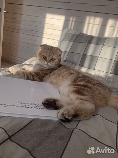 Кошка ищет жениха