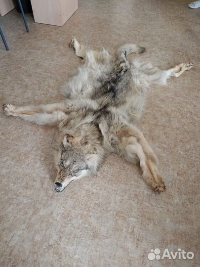 Шкура волка